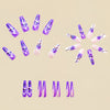 12 Sizes-24 Pcs Press On Nails Y696